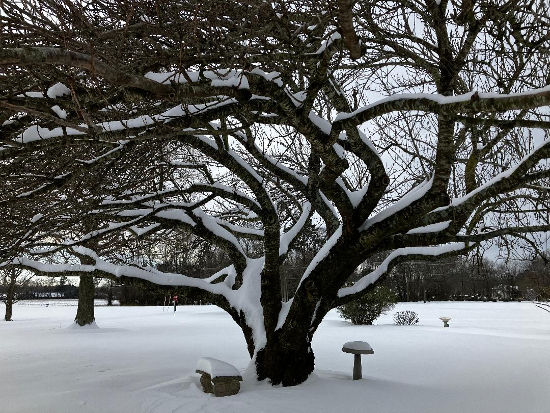 snow tree